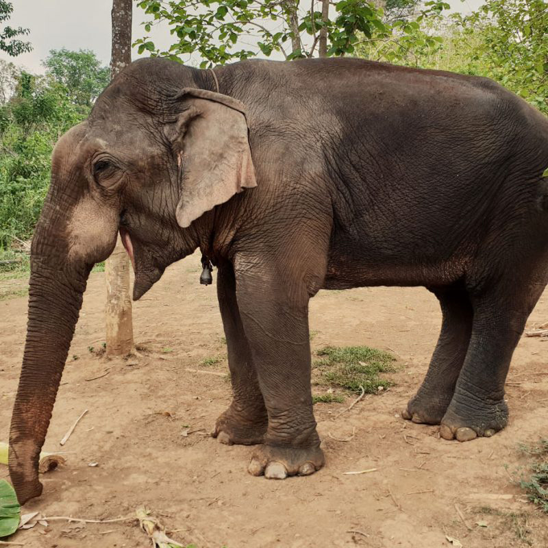 Thong Khoun is rather solitary and bears no tusks.